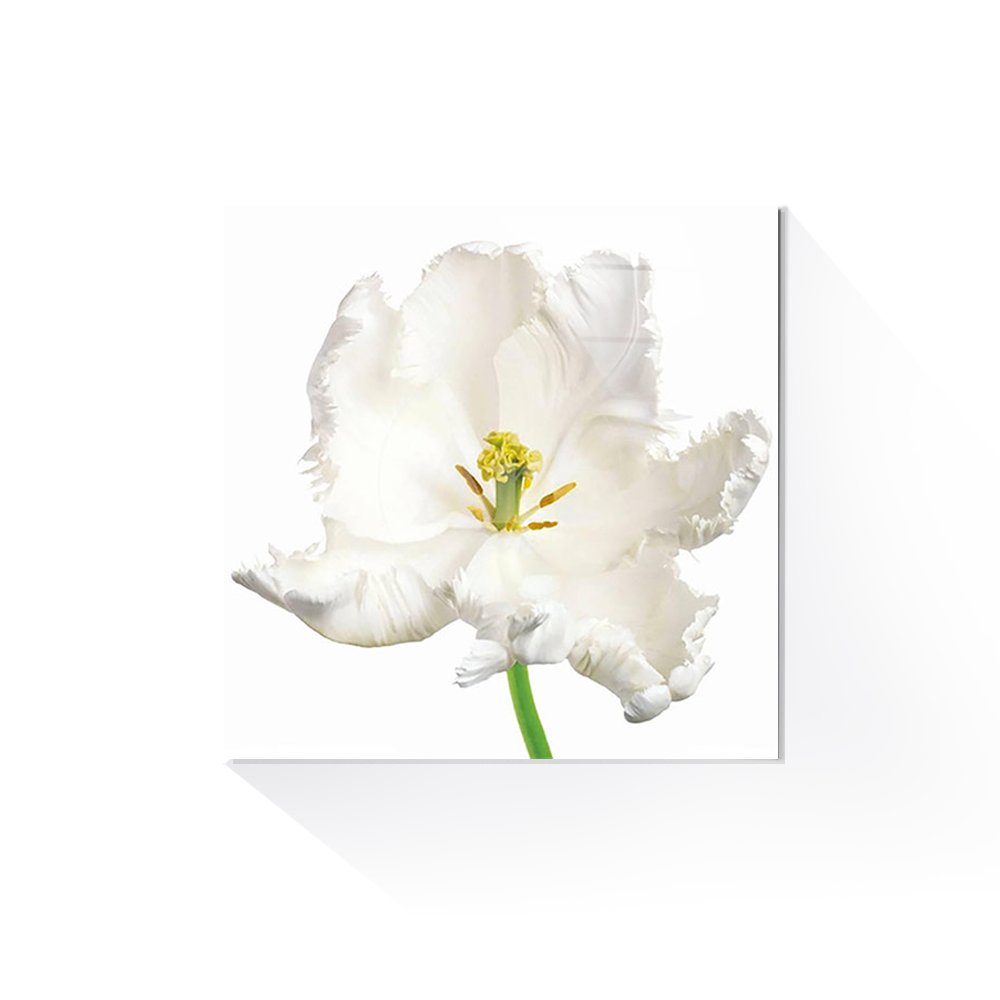 [액자포함] Tulipa White Parrot