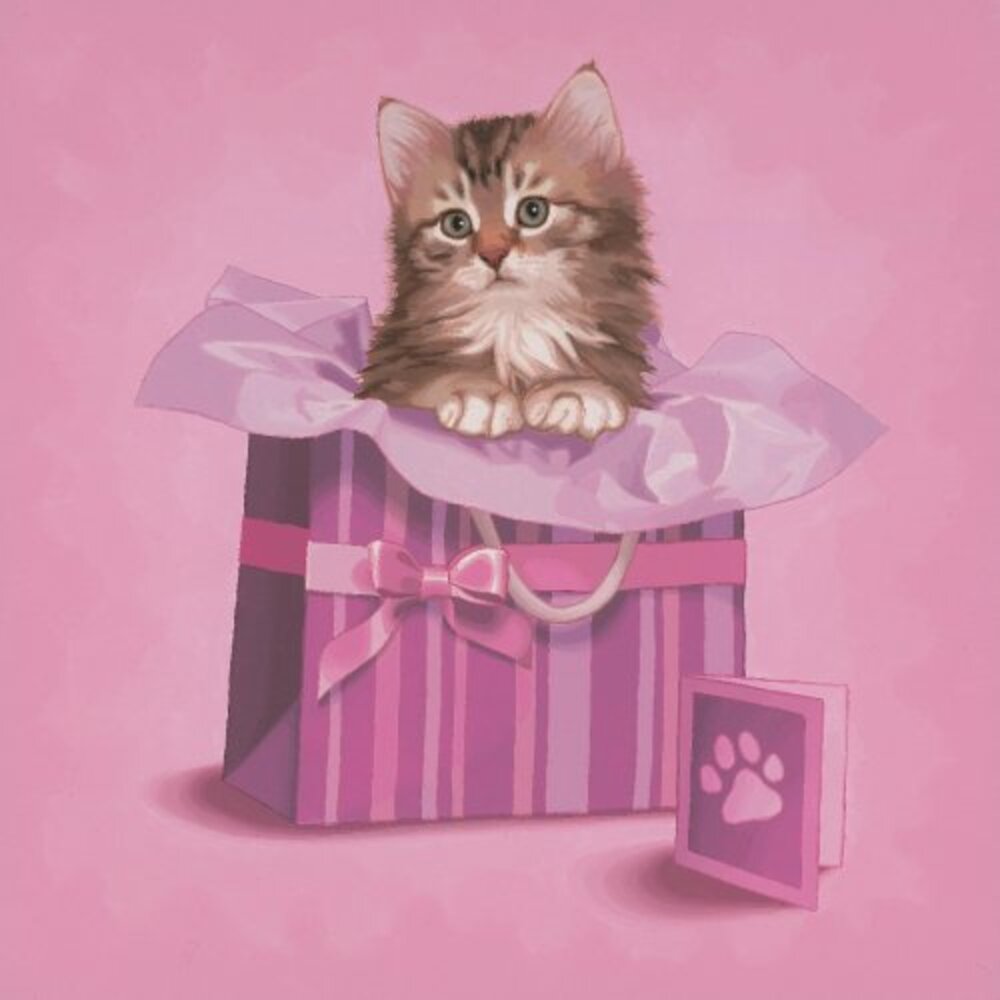 Gifted kitten