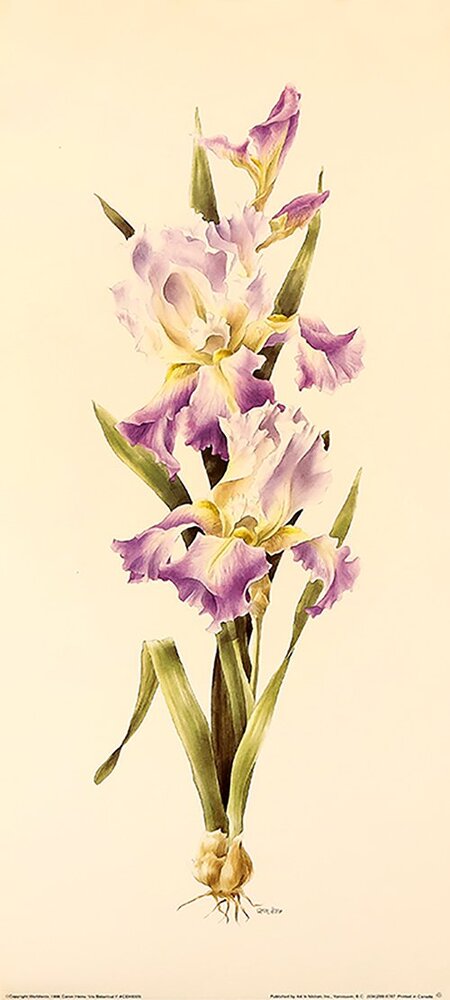 Iris Botanical 1