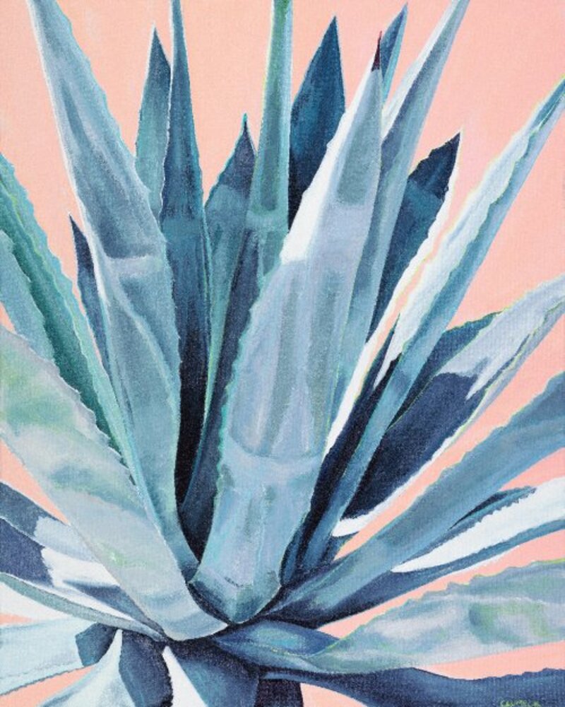 Agave with Coral