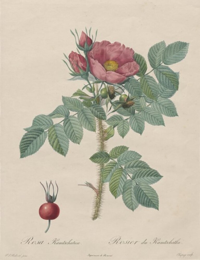 Kamtschatka Rose