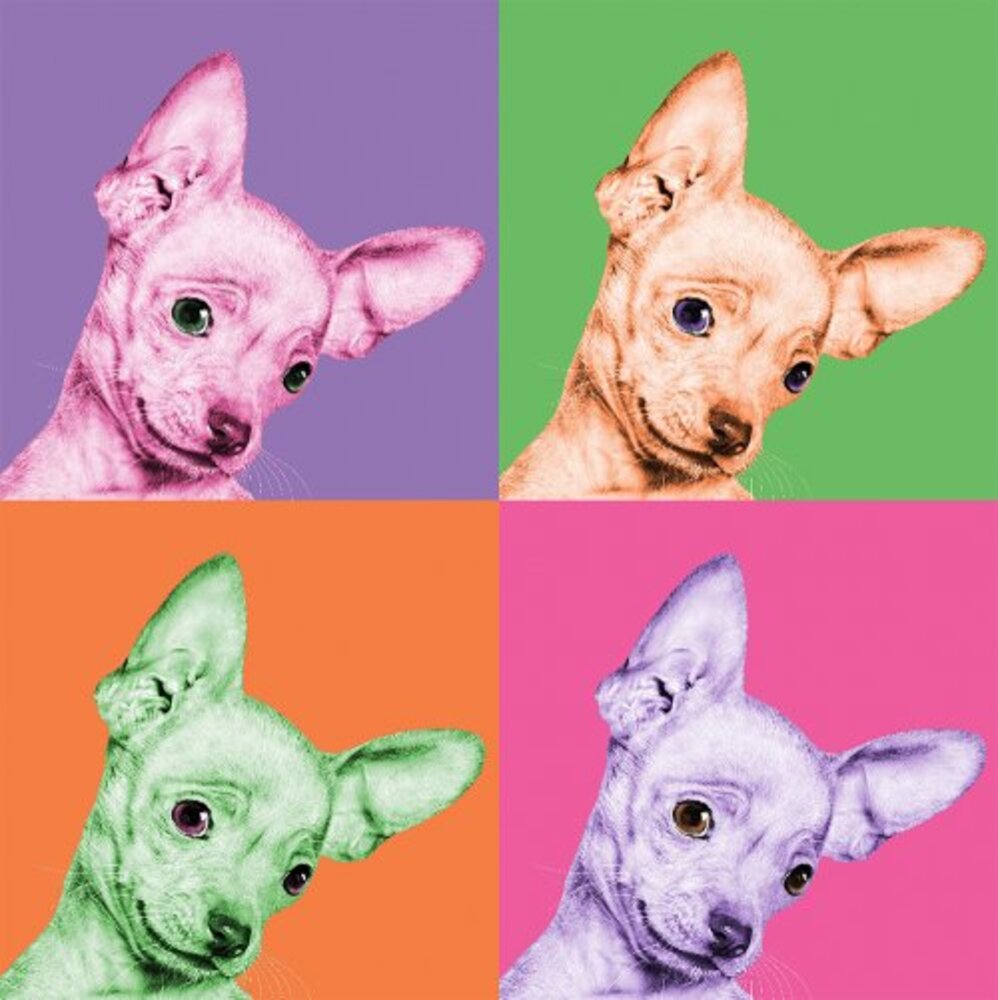 Sweet Chihuahua Pop
