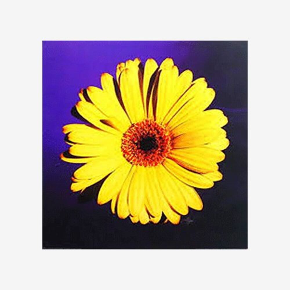 Yellow Daisy on Purple