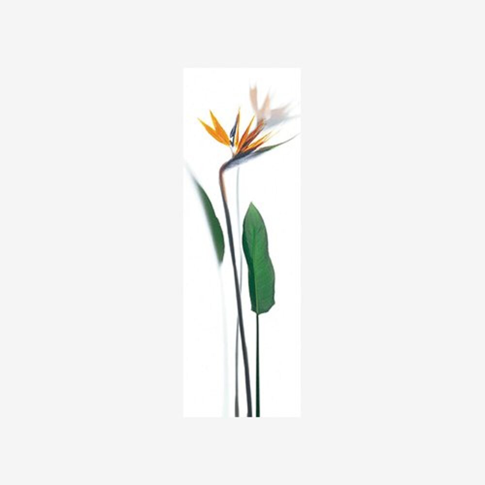 Strelitzia reginae