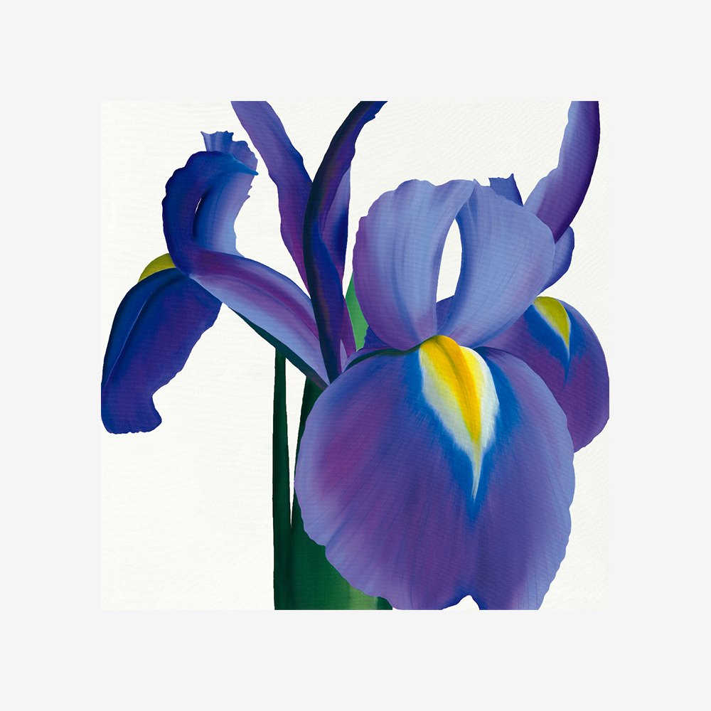 Iris