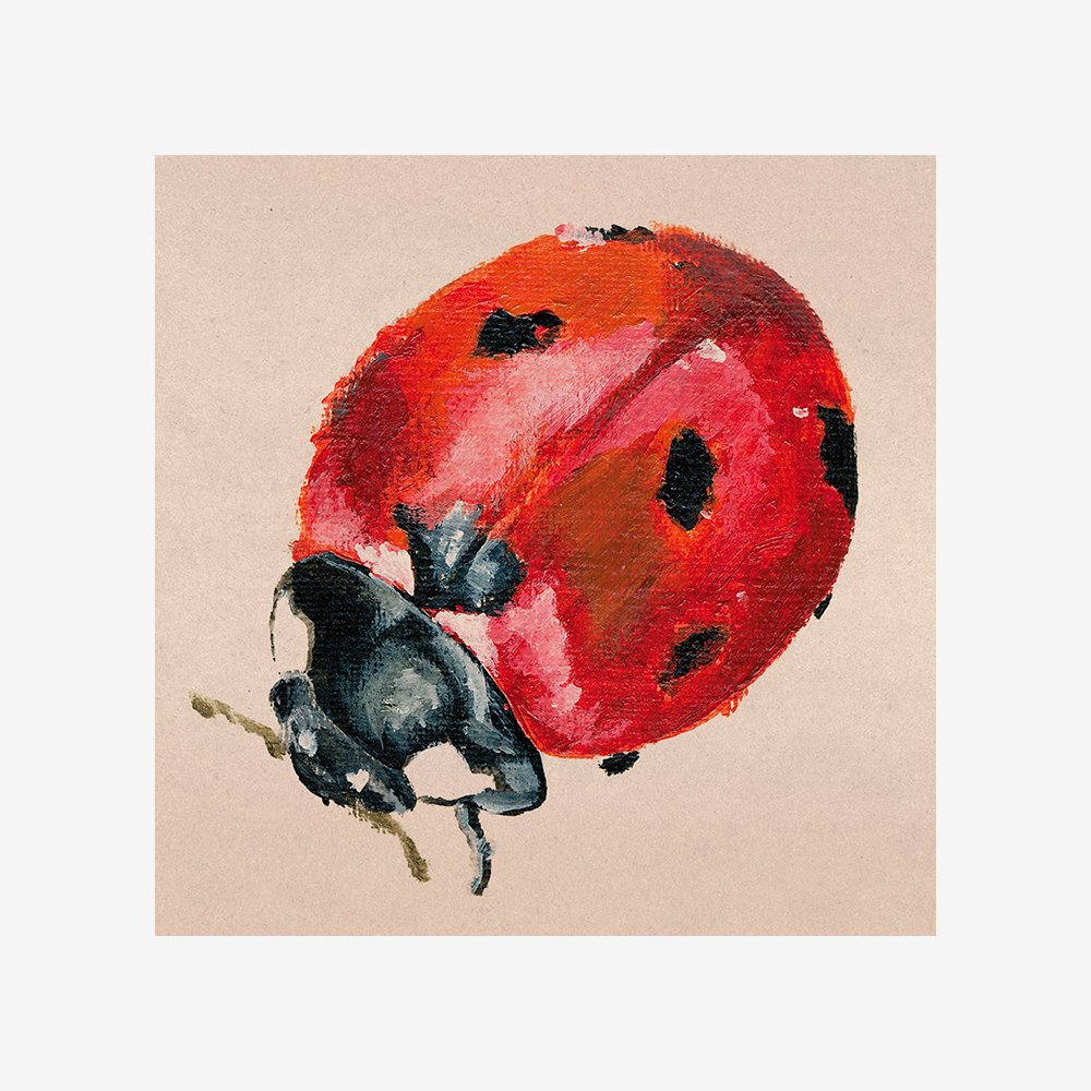 Ladybird