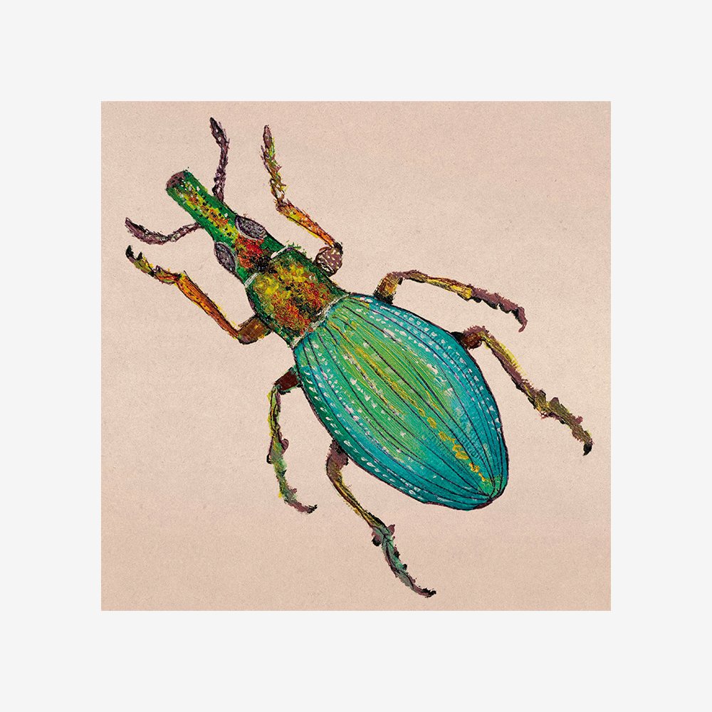 Weevil