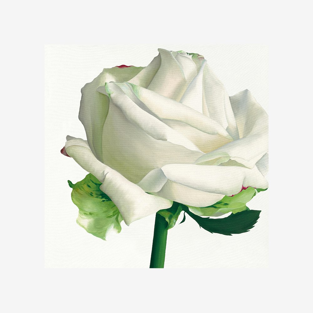 White Rose I