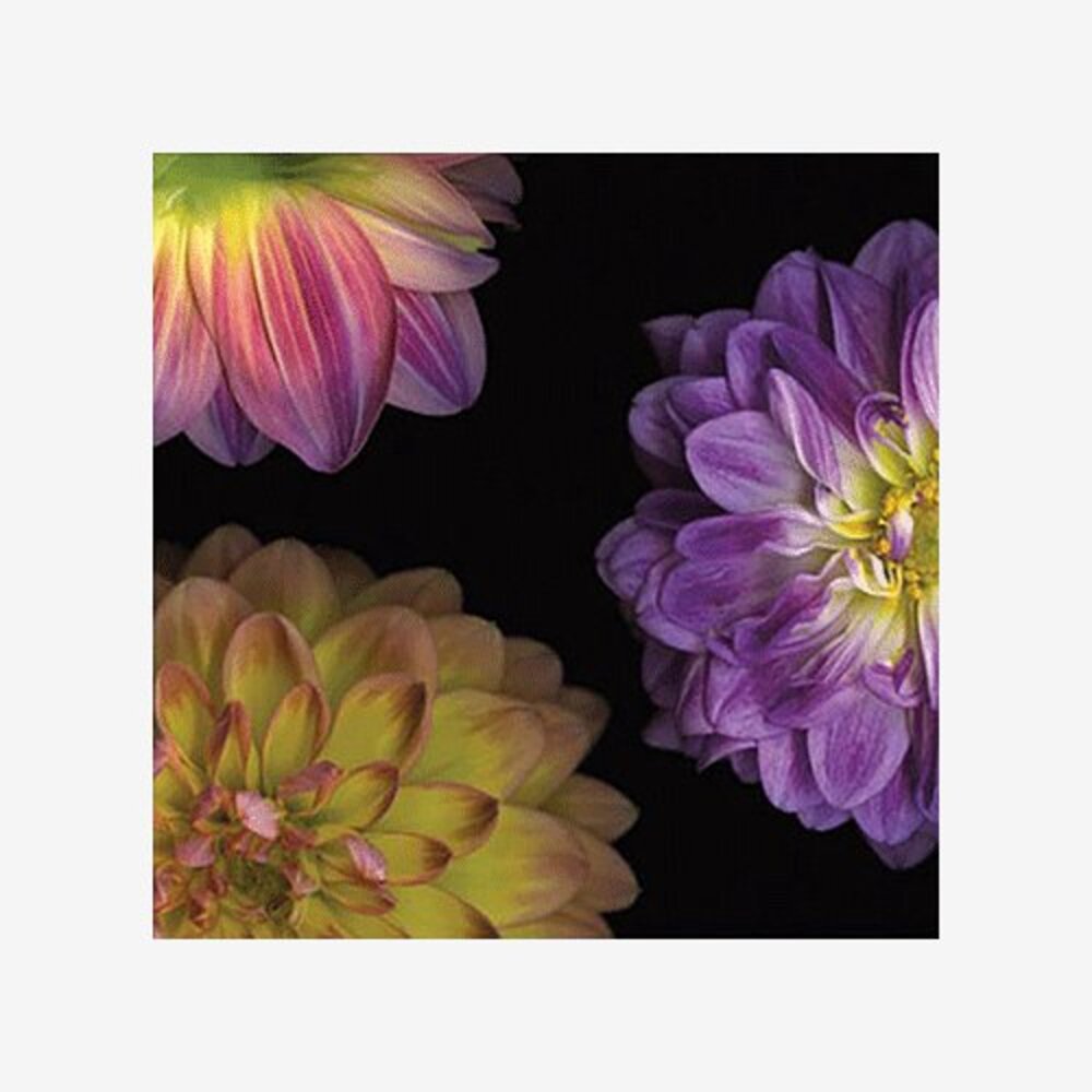 Purple Dahlia I