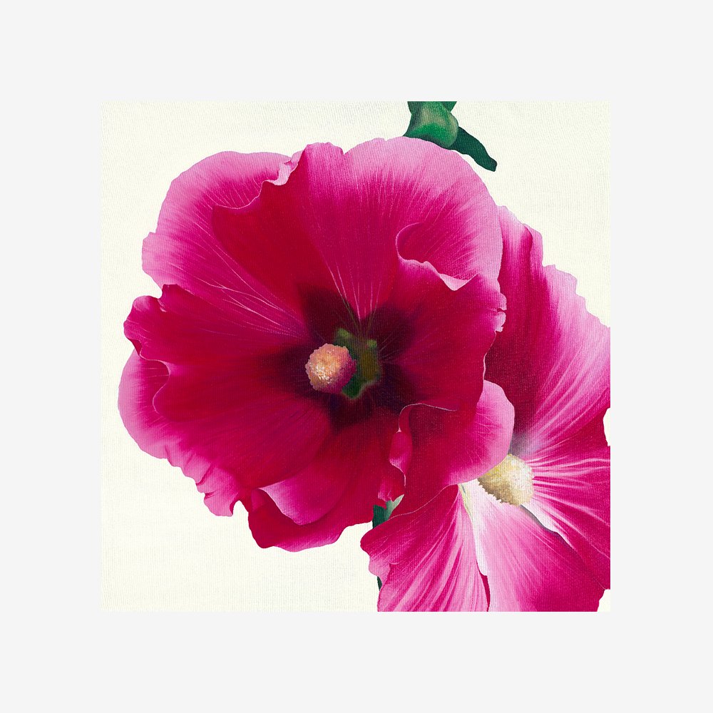 Pink Hollyhock I