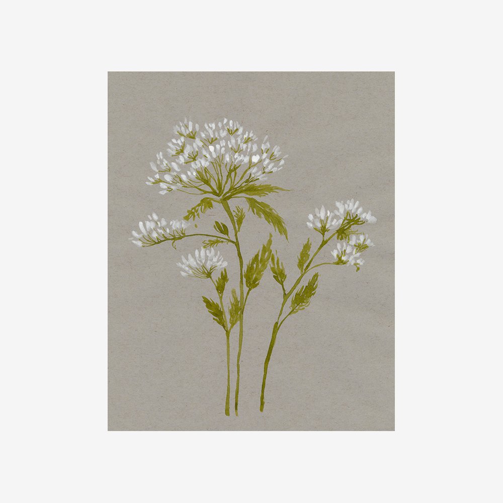 White Field Flowers IV