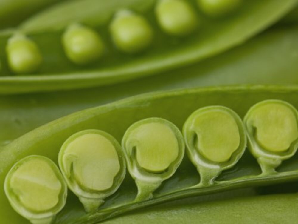 Sugar snap peas pods close up