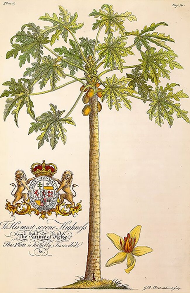 The Natural History Of Barbados 1750