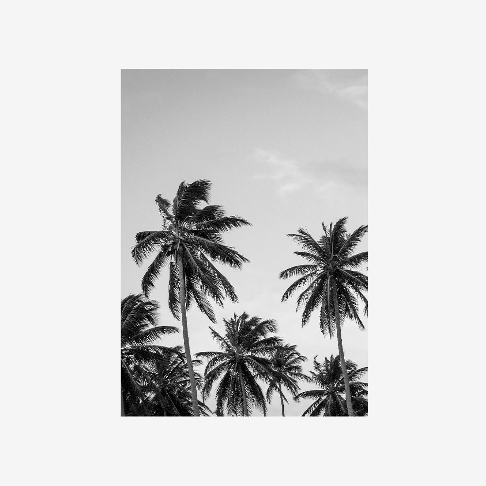 Palm in Grey