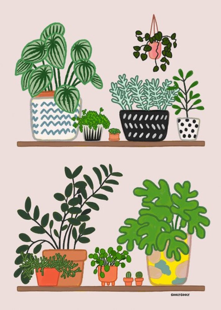 POTTED PLANTS