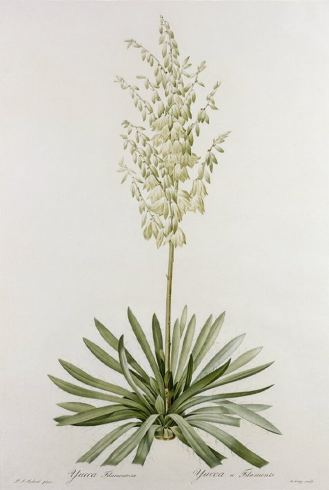 Yucca Filamentosa, from Les Liliacees