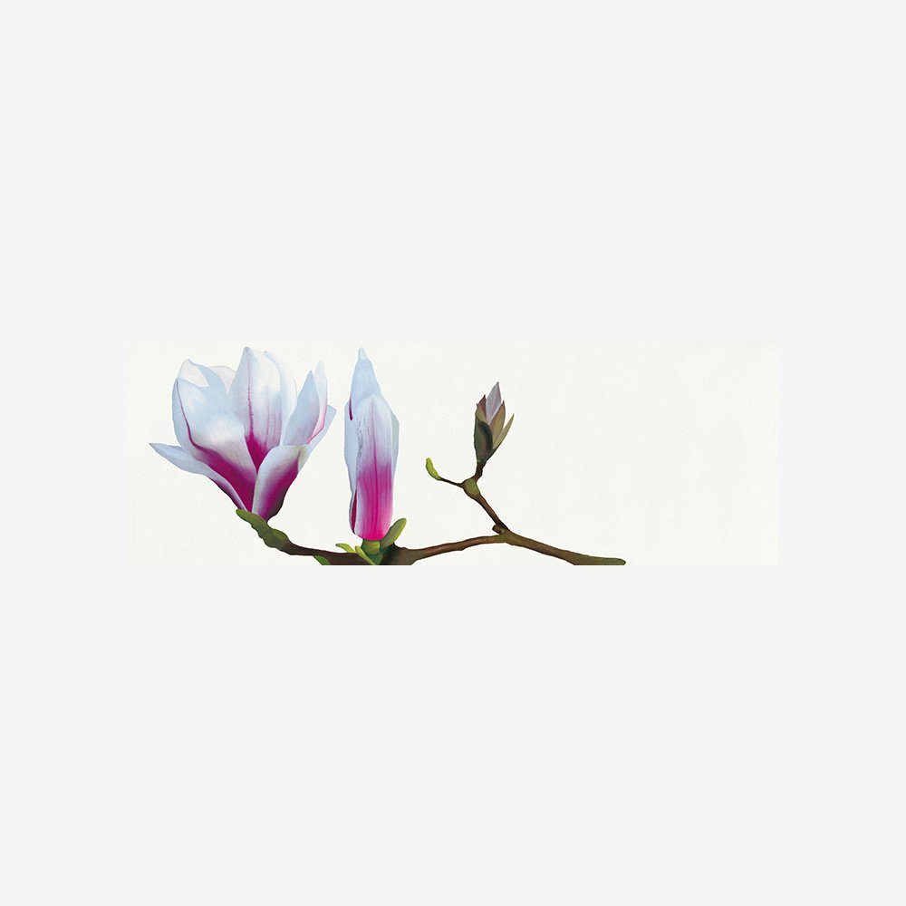Magnolia solitaire