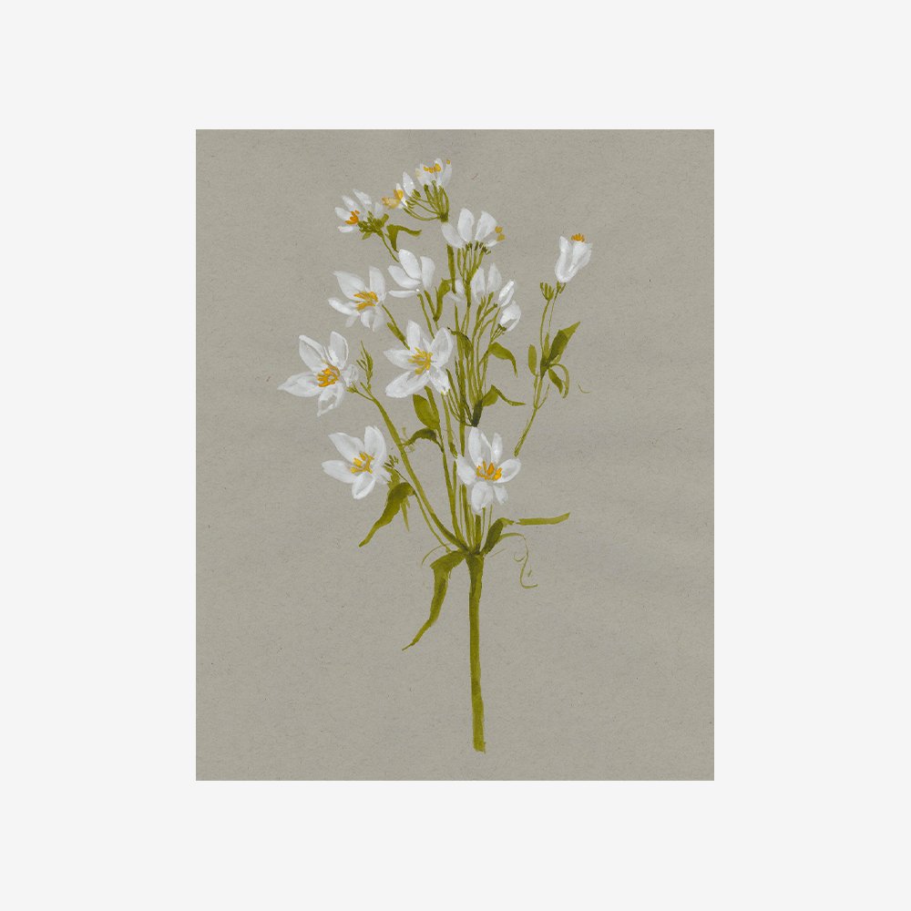 White Field Flowers II