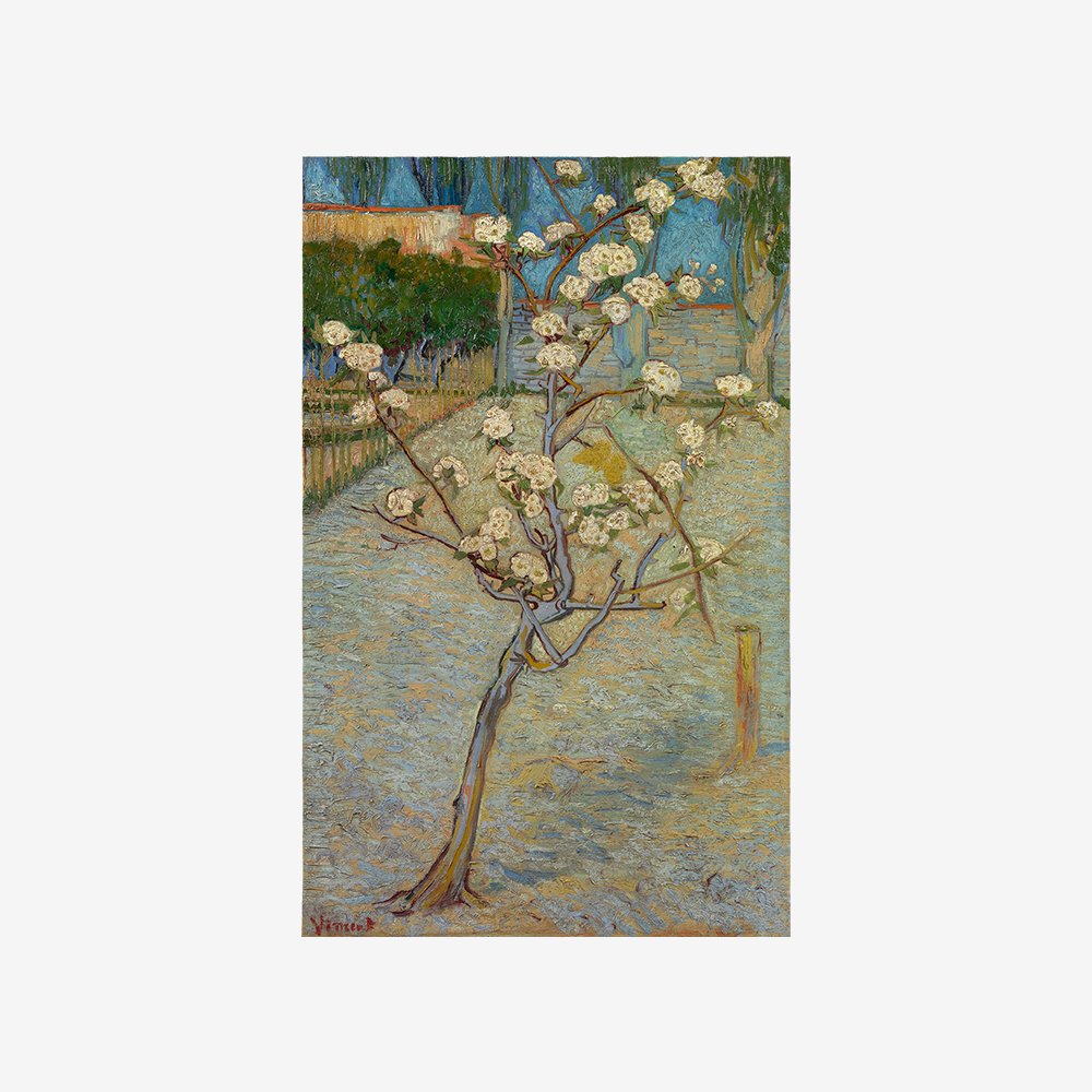 Small pear tree in blossom