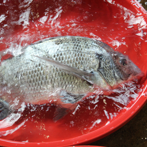 삼천포 자연산 감성돔회 1kg