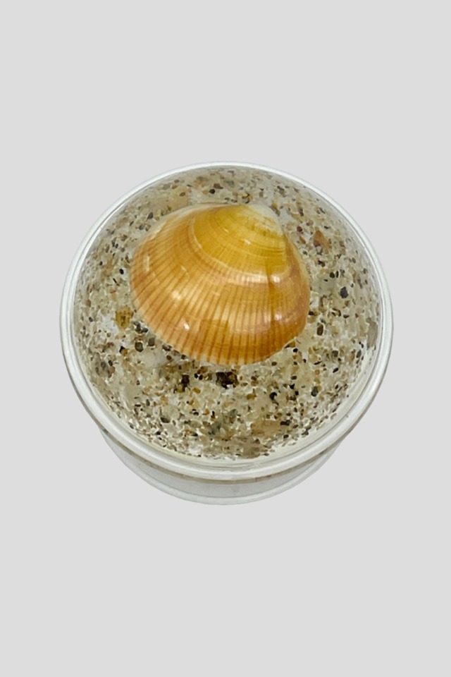 밤색무늬조개톡