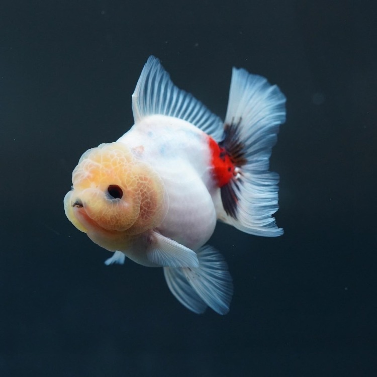 FILM CALICO ROSETAIL ORANDA_프림 칼리코 로즈테일 오란다/ 10-11cm급_수컷추정/ FILM_0507_3