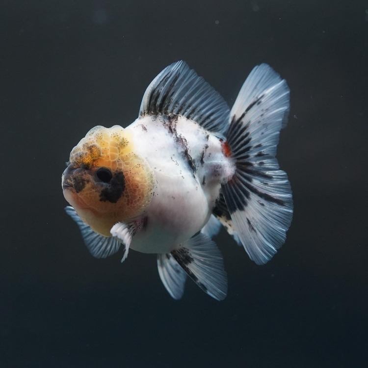 FILM CALICO ROSETAIL ORANDA_프림 칼리코 로즈테일 오란다/ 10-11cm급_수컷추정/ FILM_0507_4