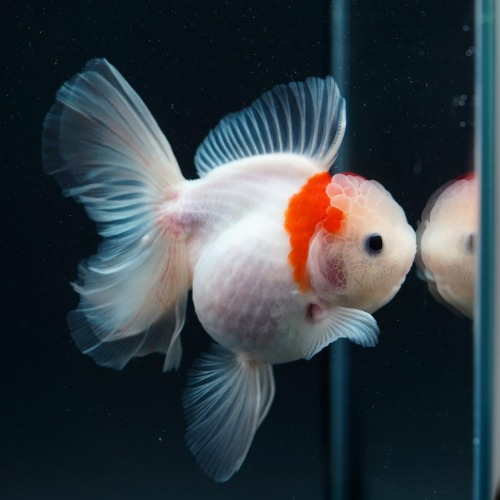 LILI KAZ SELECTION)  ROSETAIL ORANDA_리리 카즈 로즈테일 오란다/ 15cm급_암컷추정/ LILI KAZ_0825_1