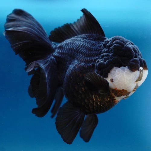 SIRIFARM) JAMBO PANDA ORANDA_시리팜 점보판다 오란다/ 18-19cm_암컷추정/ SIRIFARM_0507_1