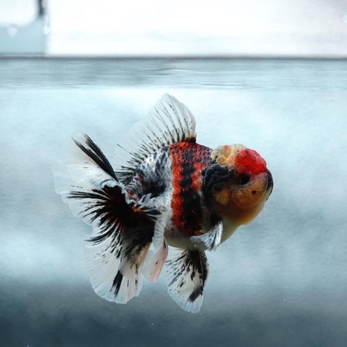 FILM ROSETAIL ORANDA_프림 로즈테일 오란다/ 9-10cm_수컷추정/ FILM_0707_16