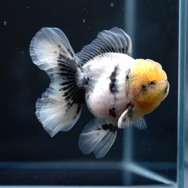 FILM&amp;MENG ROSETAIL ORANDA_프림&amp;맹 로즈테일 오란다/ 11cm급_수컷추정/ FILM&amp;MENG_0920_3