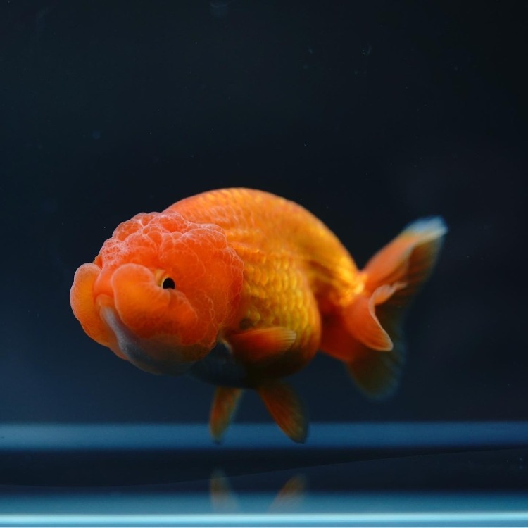 PJLEEFARM LIONHEAD RANCHU(CHOKCHAI BREEDING)/ 라이언헤드 난주(촉차이난주 브리딩)/ 9cm_암컷추정/ PJLEEFARM_0903_1