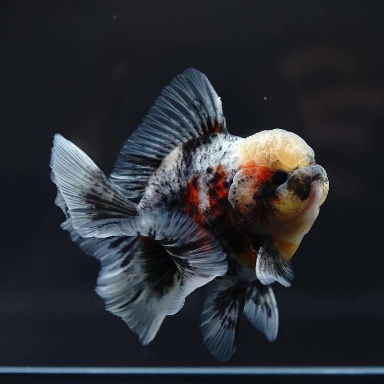 FILM&amp;MENG ROSETAIL ORANDA_프림&amp;맹 로즈테일 오란다/ 11cm급_수컷추정/ FILM&amp;MENG_0925_1