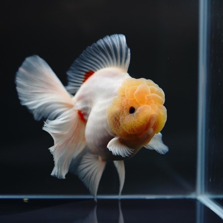 FILM&amp;MENG ROSETAIL ORANDA_프림&amp;맹 로즈테일 오란다/ 11cm급_수컷추정/ FILM&amp;MENG_0925_7