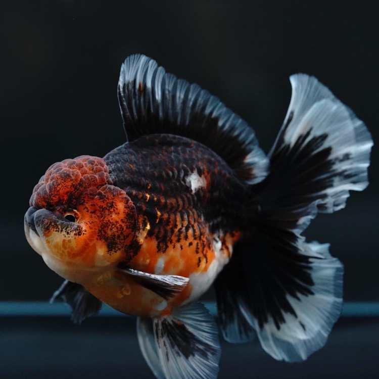 FILM&amp;MENG ROSETAIL ORANDA_프림&amp;맹 로즈테일 오란다/ 11cm급_수컷추정/ FILM&amp;MENG_1001_6