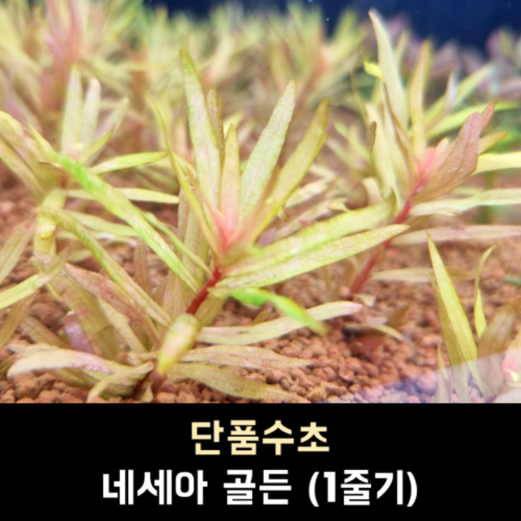 네세아 골든 1줄기