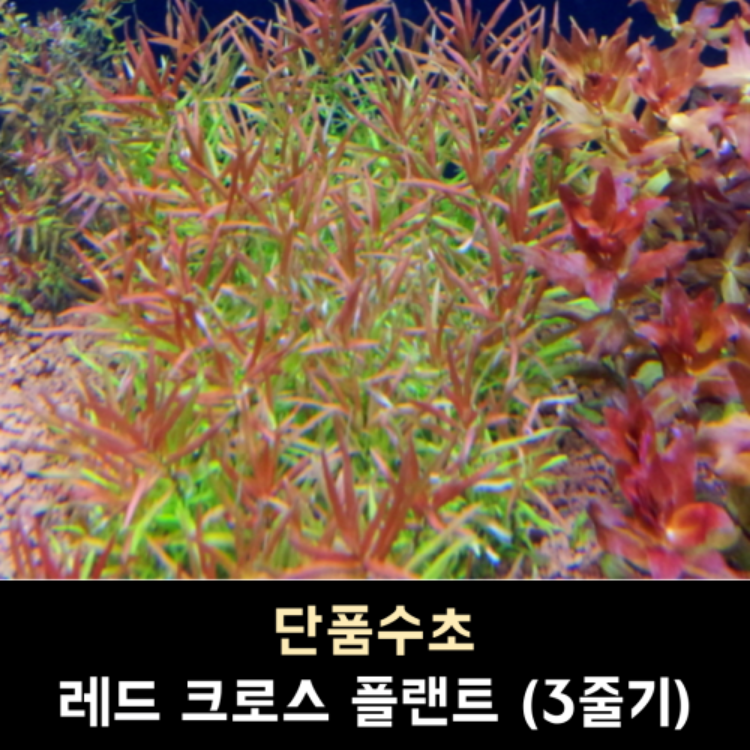 레드 크로스 플랜트 / 3줄기 / (10,000원이상부터 주문가능, 다른득템수초 교차하여 주문시 총금액 환산)