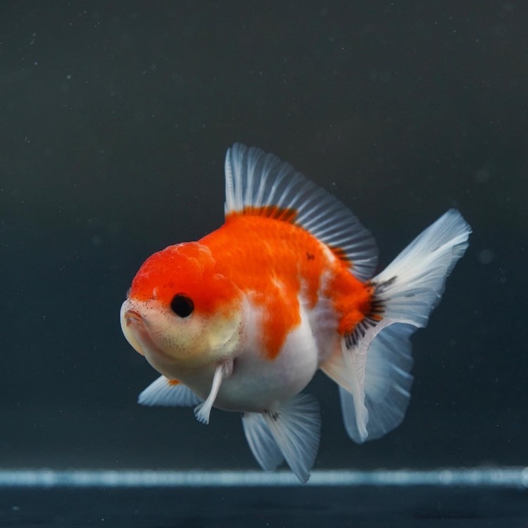 BP MENG&amp;SHOGUN BABY ORANDA_맹&amp;쇼군 베이비 오란다/ 10-11cm급_수컷추정/ MENG&amp;SHOGUN BABY_0316_10