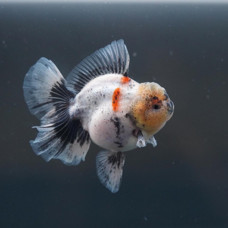 FILM&amp;SHOGUN CALICO ROSETAIL ORANDA_프림&amp;쇼군 칼리코 로즈테일 오란다/ 13-14cm급_수컷추정/ FILM&amp;SHOGUN_0516_15