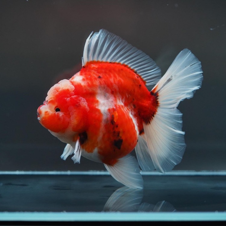 BP MENG&amp;SHOGUN ROSETAIL ORANDA_맹&amp;쇼군 로즈테일 오란다/ 15-16cm급_암컷추정/ MENG&amp;SHOGUN_0513_4