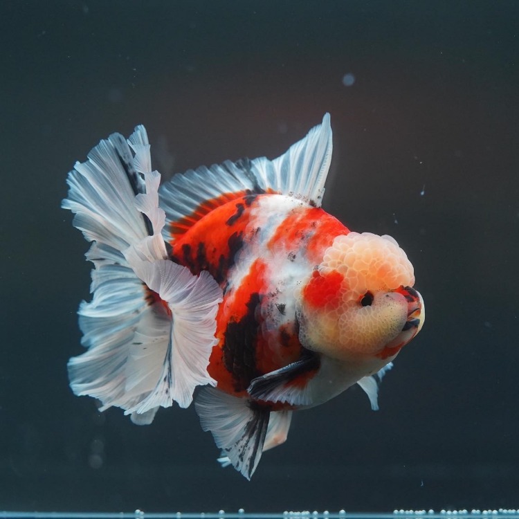 BP MENG&amp;SHOGUN ROSETAIL ORANDA_맹&amp;쇼군 로즈테일 오란다/ 15-16cm급_수컷추정/ MENG&amp;SHOGUN_0513_2