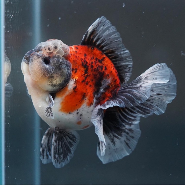 FILM&amp;SHOGUN CALICO ROSETAIL ORANDA_프림&amp;쇼군 칼리코 로즈테일 오란다/ 13-14cm급_수컷추정/ FILM&amp;SHOGUN_0516_18