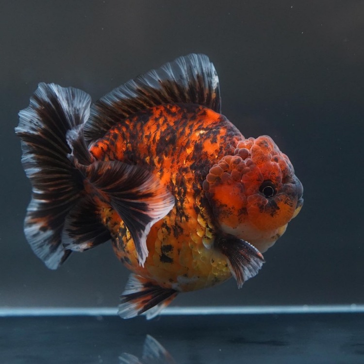 FILM&amp;SHOGUN CALICO ROSETAIL ORANDA_프림&amp;쇼군 칼리코 로즈테일 오란다/ 13cm급_수컷추정/ FILM&amp;SHOGUN_0516_21