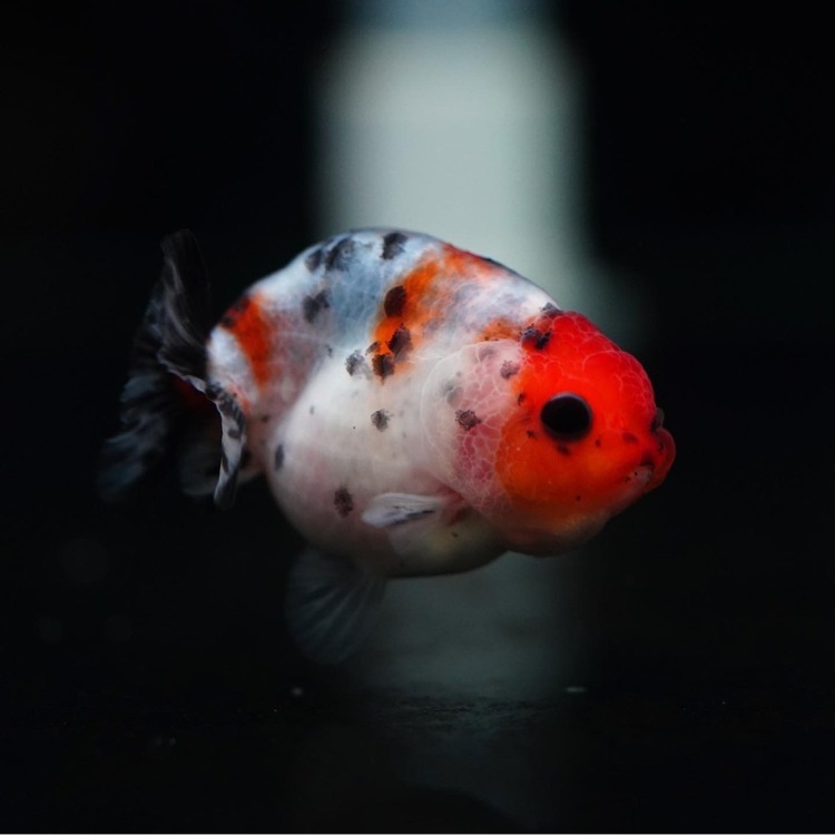 Mr.AOR EGG SHAPE CALICO RANCHU BABY_미스터 오 칼리코 난주 베이비/ 5-7m급_암수구분불가/ Mr.AOR_0604_1