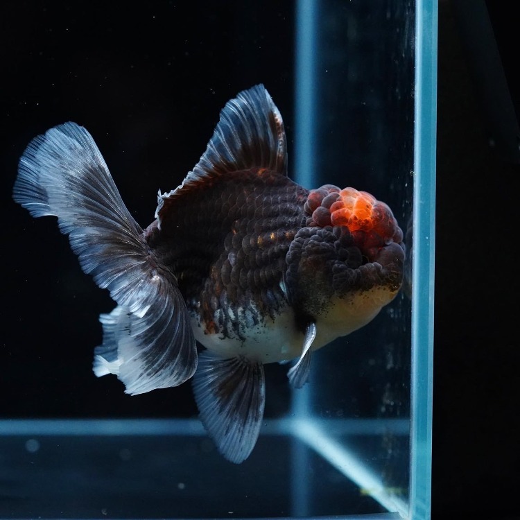 Mr.Aor CALICO ORANDA_미스터 오 칼리코 오란다/ 11cm급_수컷추정/ Mr.Aor_0907_7