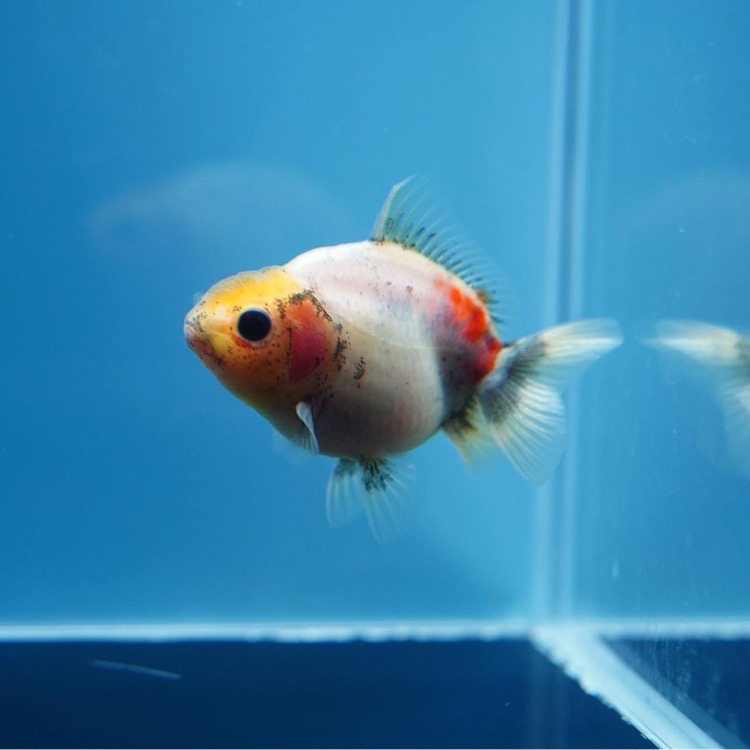 MENG BABY ROSETAIL ORANDA_맹 베이비 로즈테일 오란다/ 6-7cm_암수추정불가/ MENG BABY_1225_11