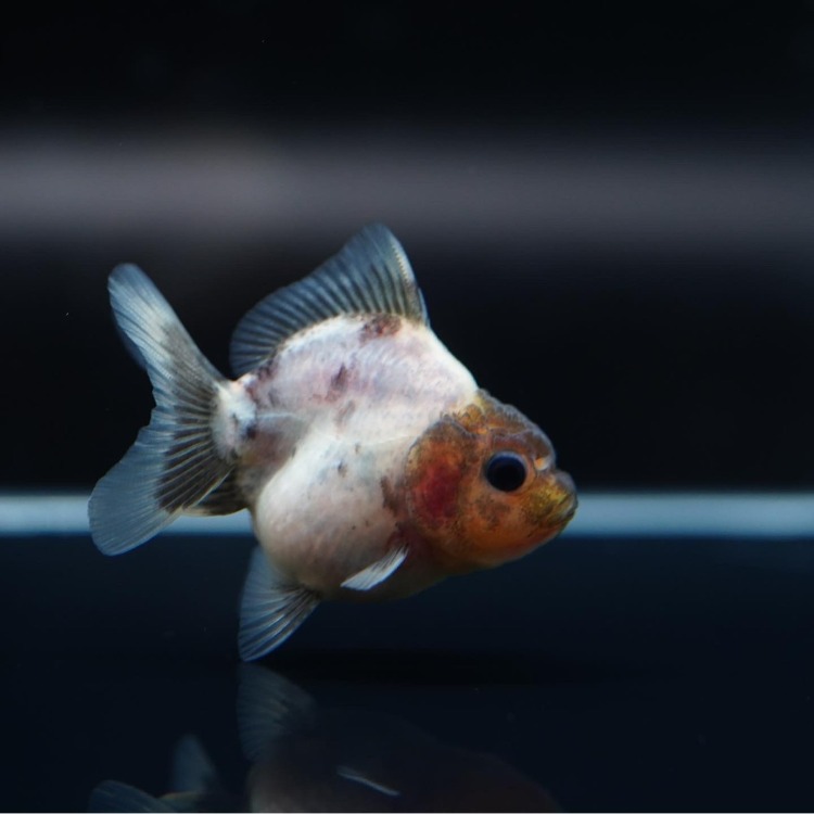 MENG BABY ROSETAIL ORANDA_맹 베이비 로즈테일 오란다/ 6-7cm_암수추정불가/ MENG BABY_1225_7