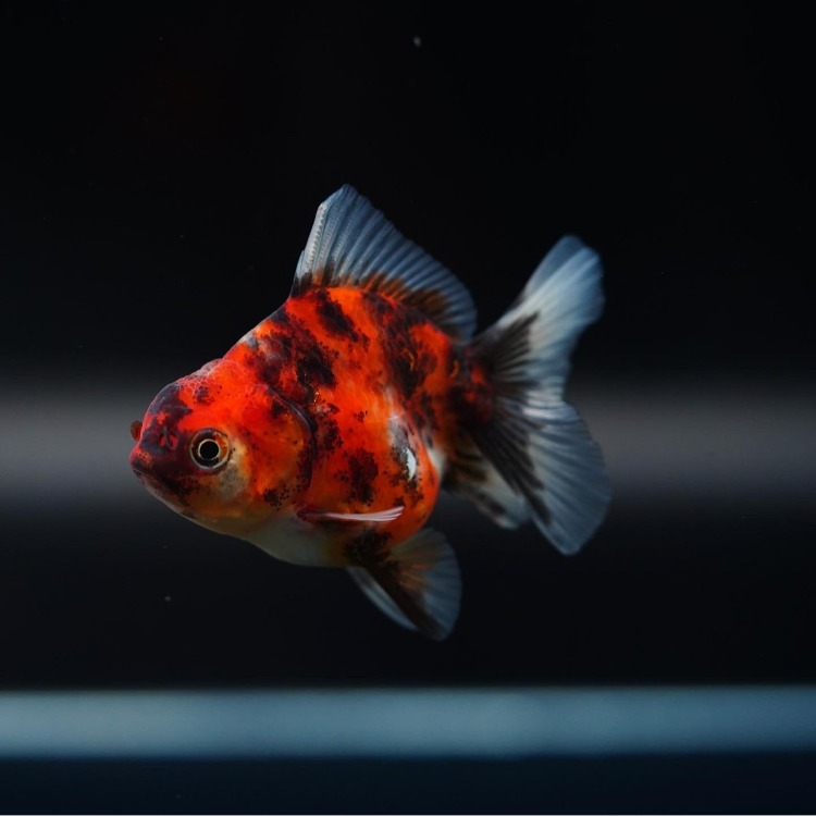 MENG BABY ROSETAIL ORANDA_맹 베이비 로즈테일 오란다/ 6-7cm_암수추정불가/ MENG BABY_1225_6