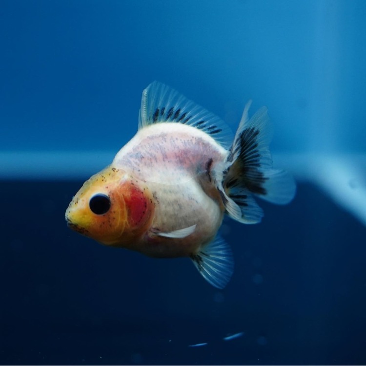 MENG BABY ROSETAIL ORANDA_맹 베이비 로즈테일 오란다/ 6-7cm_암수추정불가/ MENG BABY_1225_12