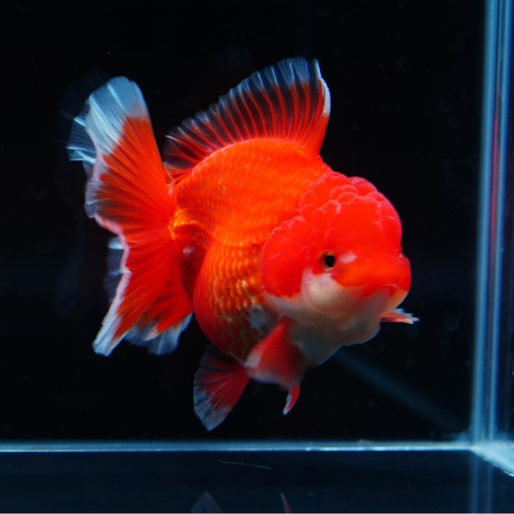 MENG ROSETAIL ORANDA_맹 로즈테일 오란다/ 10cm급_수컷추정/ MENG_0212_2